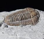 Flexicalymene meeki (FOERSTE 1910) - Bild © FossNet FossilienStore